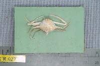 藏品(纖細栗殼蟹)的圖片